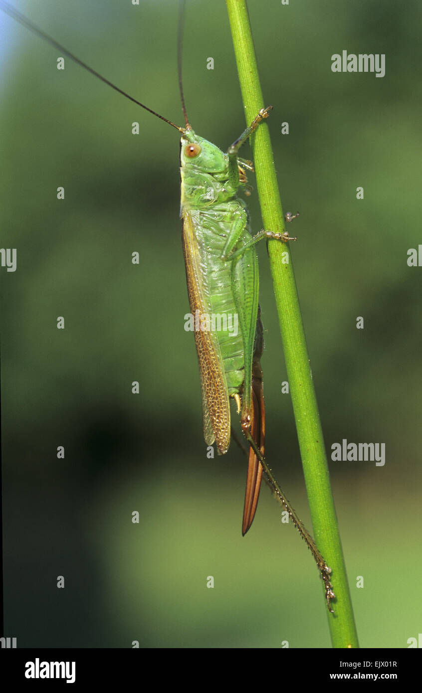 Long-winged Conehead - Conocephalus scolorire Foto Stock