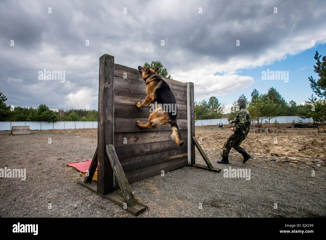 Kiev, Ucraina. Il 1 aprile, 2015. Cane di polizia e la formazione. Pastore tedesco di nome Boy che appena tornati da Donetsk dopo 45 giorni di servizio ricerca di armi e di esplosivi salta sopra gli ostacoli alla Milizia di addestramento del cane e il centro di allevamento, Kiev, Ucraina. 1 di aprile. Fotografo Credito: Oleksandr Rupeta/Alamy Live News Foto Stock