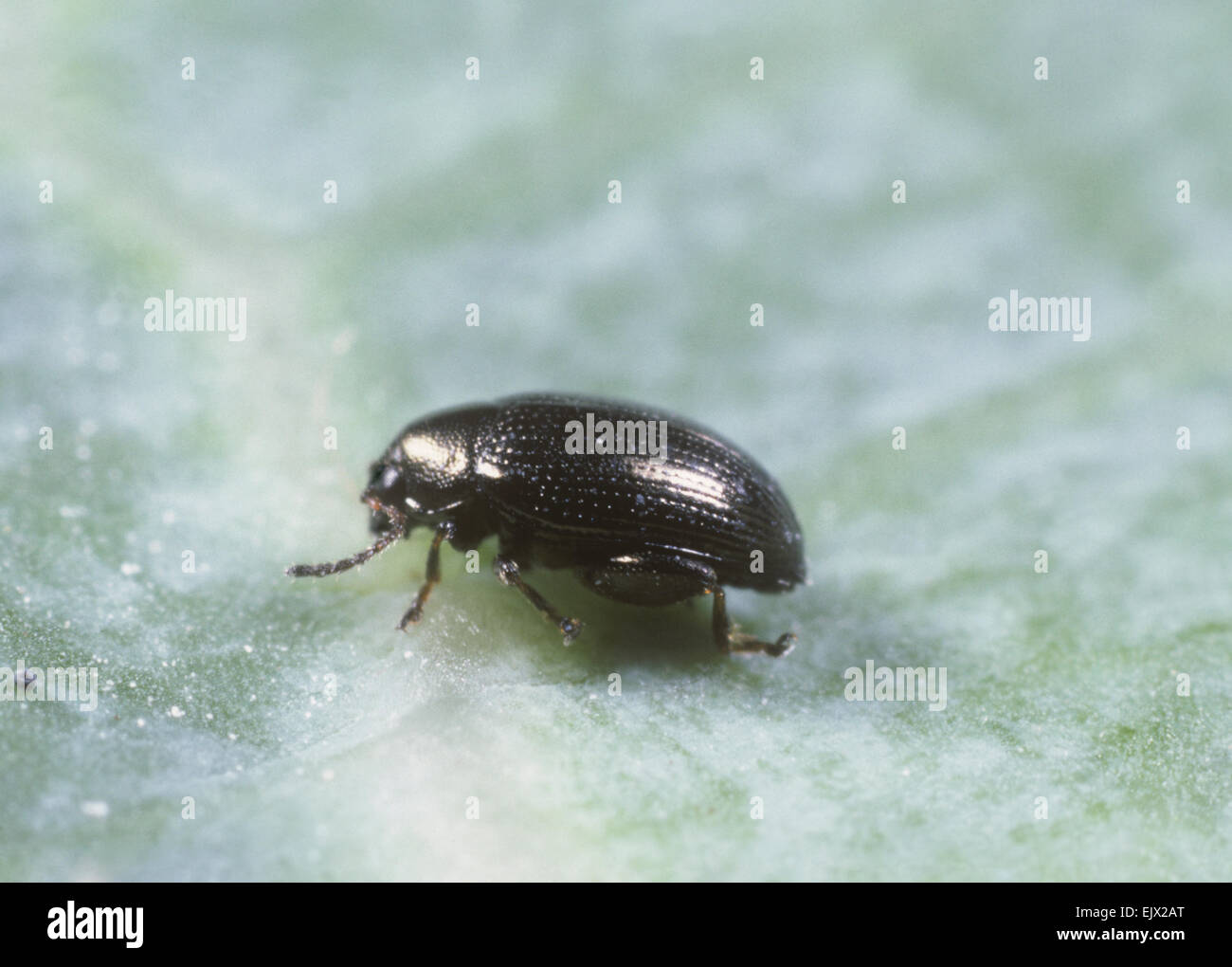 Chaetocnema concinna - una piccola foglia beetle Foto Stock