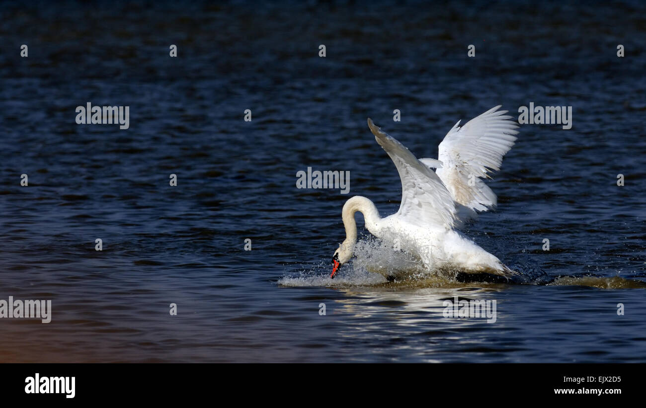 Furious Cigno sul lago Manych Foto Stock