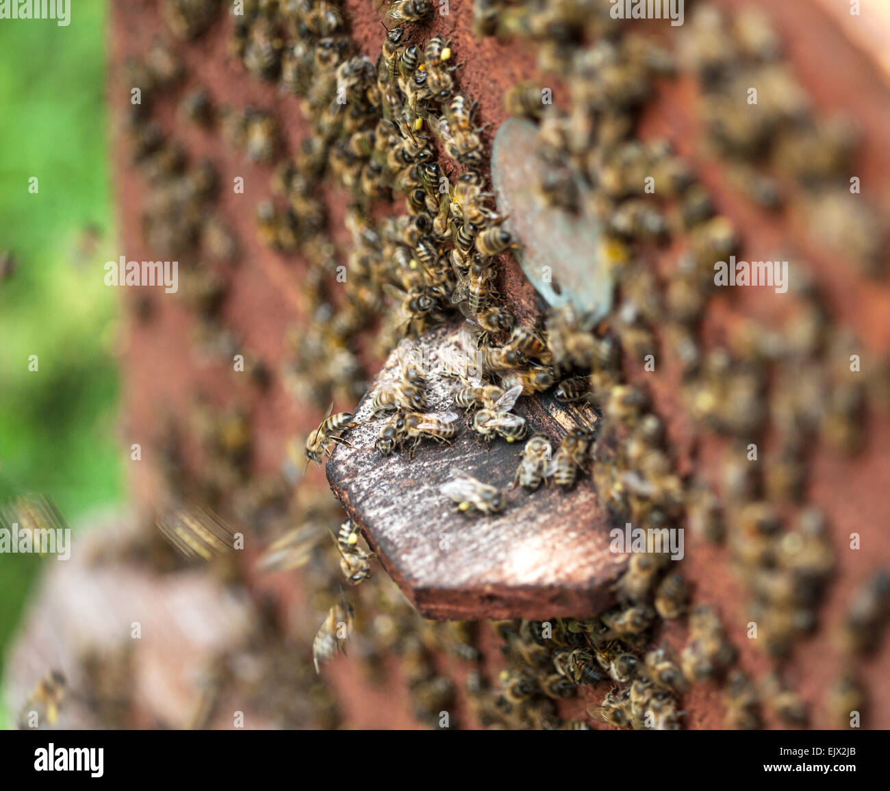 Bee hive. Primo piano. Foto Stock