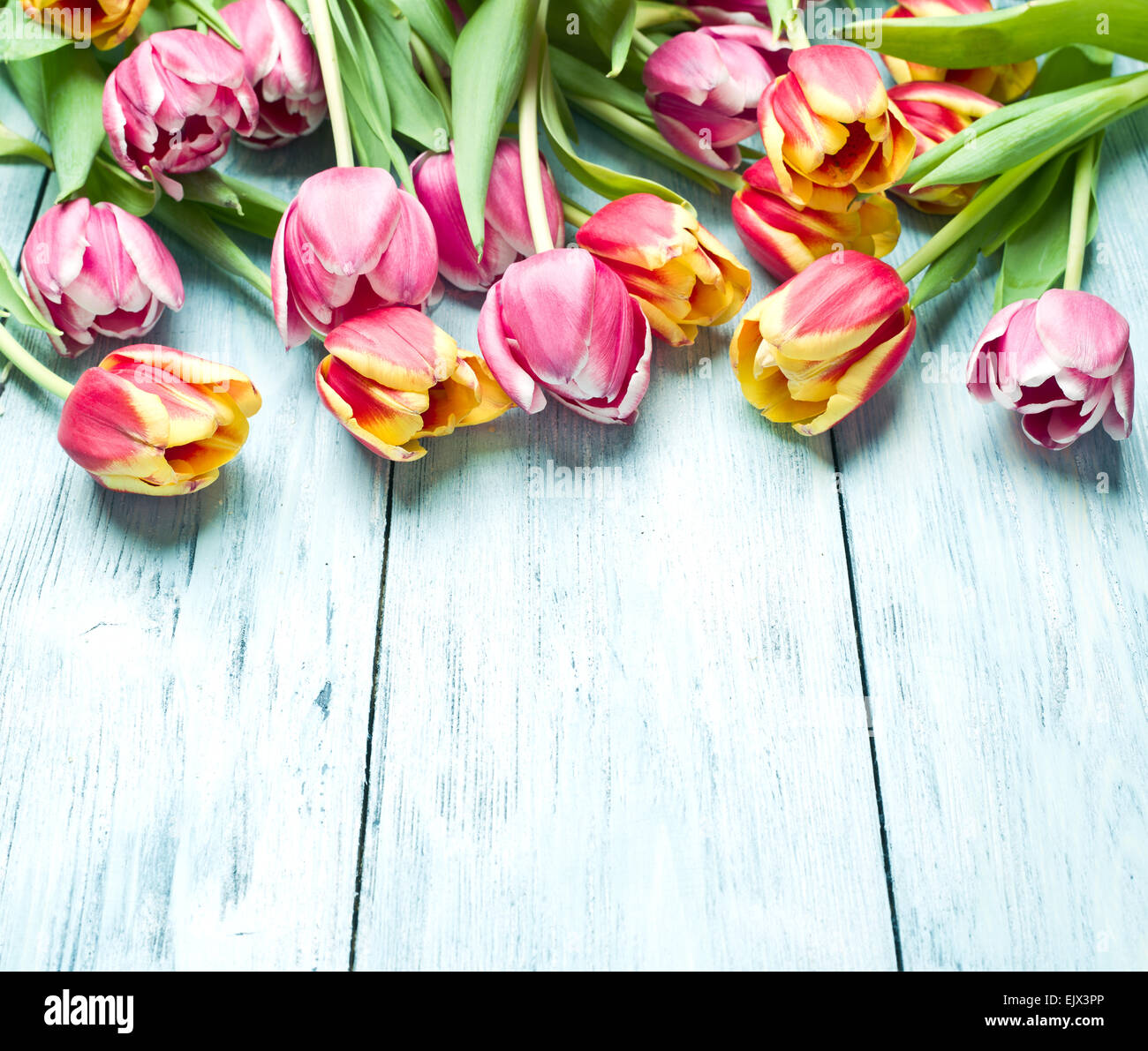 Rosa e tulipani rossi su sfondo blu sullo sfondo di legno. Spazio per il testo. Foto Stock