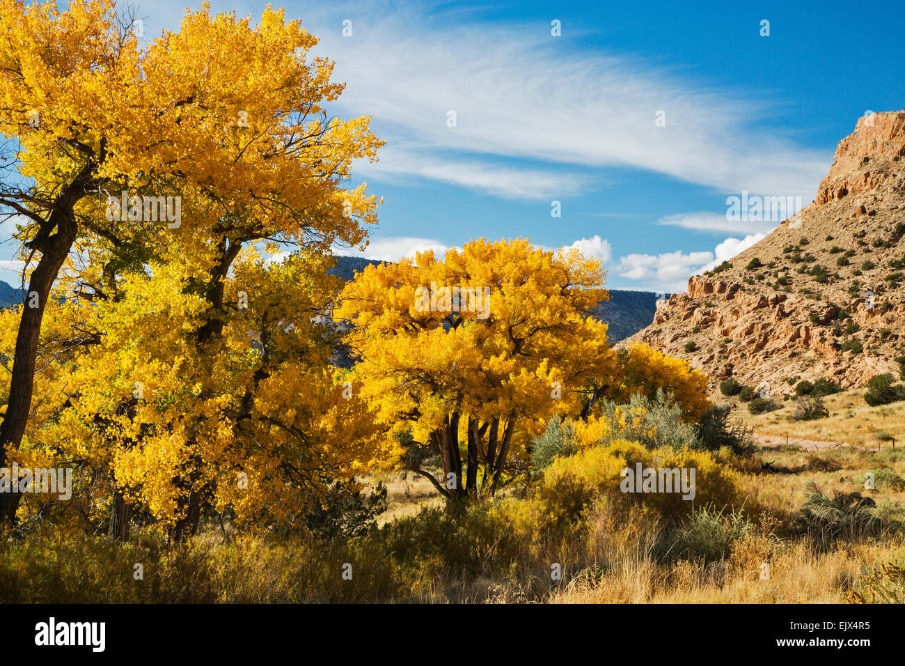 Pioppi neri americani treess sul Chama Fiume nei pressi del villaggio di Abiquiu nel New Mexico settentrionale girare un brillante giallo dorato. Foto Stock