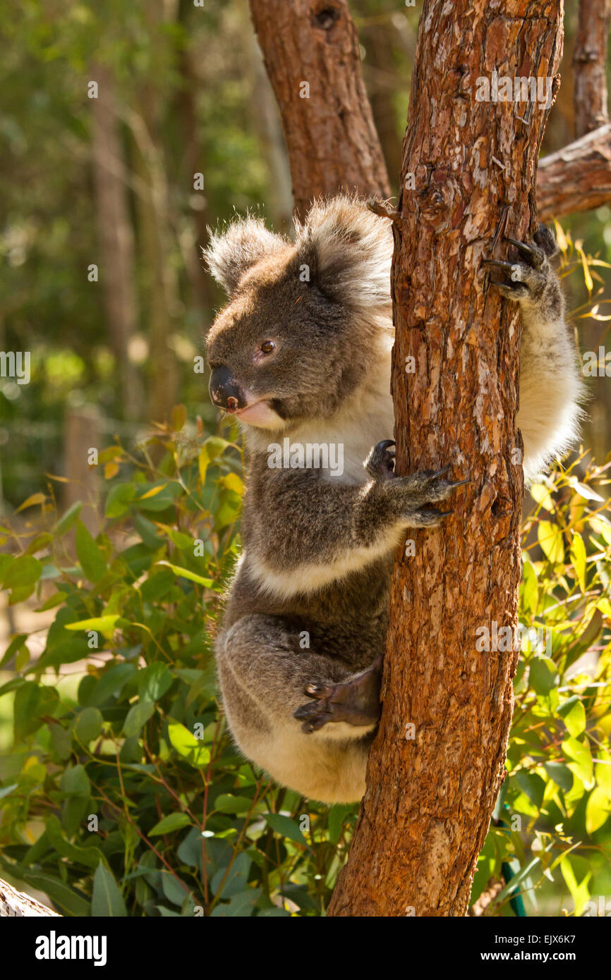 Koala (Phascolarctos cinereus) nel Parco Nazionale di Yanchep, Australia occidentale Foto Stock