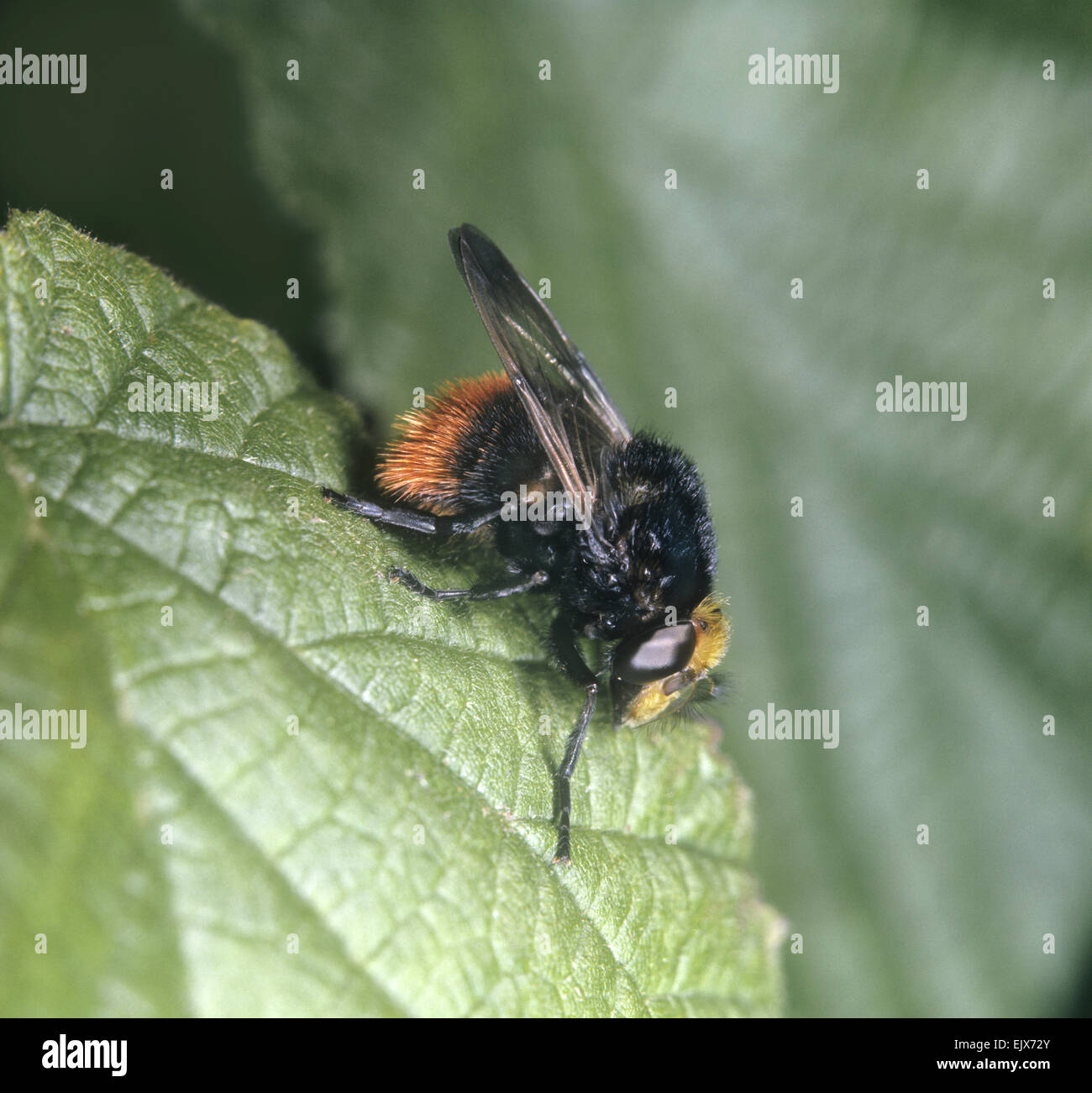 Volucella bombylans - una specie di Hoverfly Foto Stock