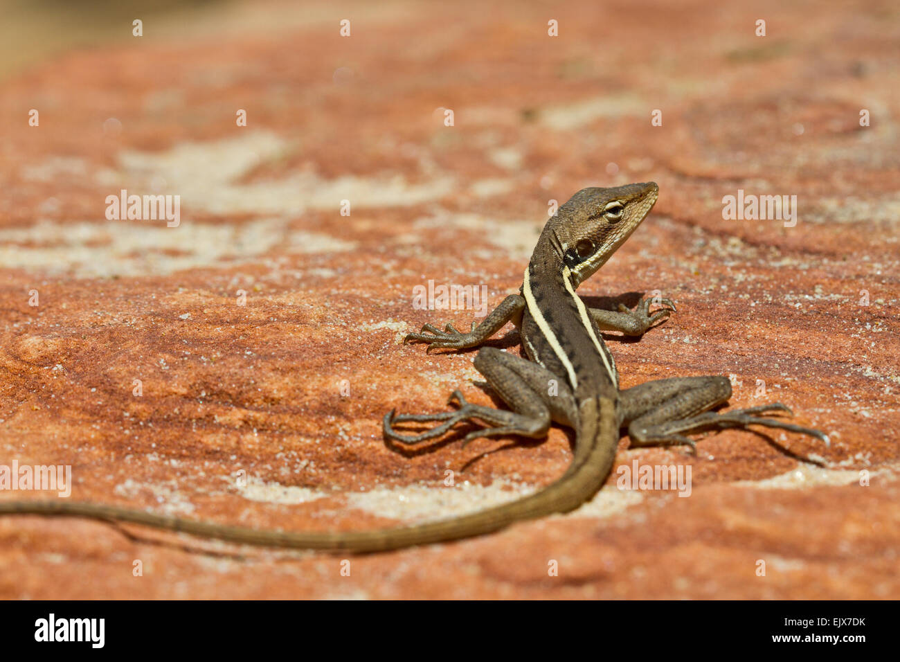 Drago dal naso lungo (Godwidon longirostris) nel Parco Nazionale di Kalbarri, Australia Occidentale Foto Stock