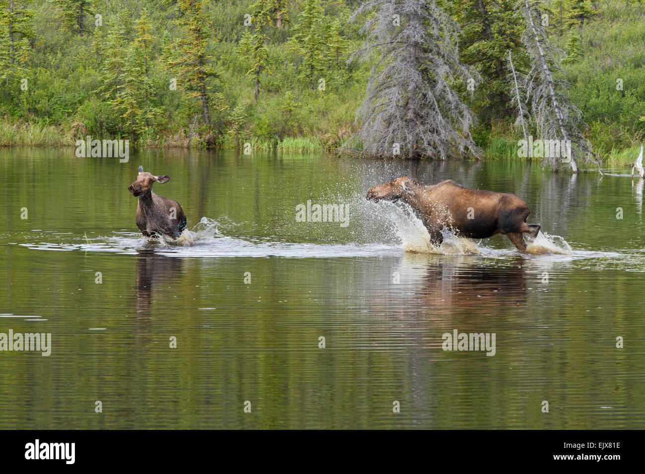 Moose (Alces americanus) confronto nel Denali National Park, Alaska Foto Stock