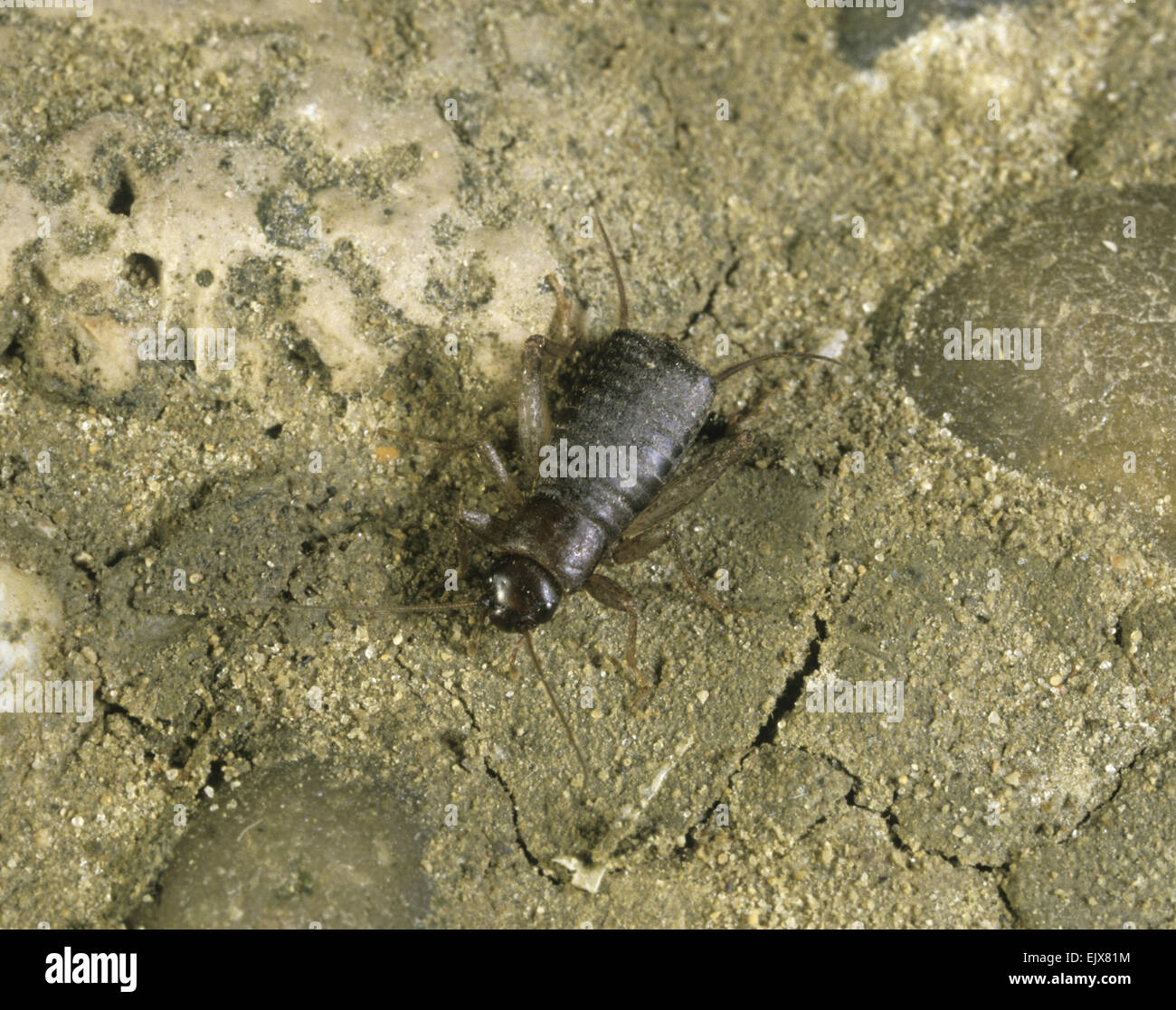 Squamosa Cricket - Pseudomogoplistes vicentae Foto Stock