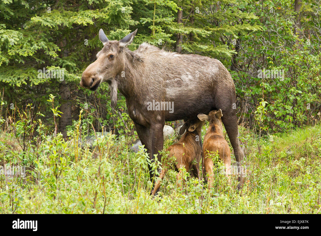 Vitello allattato da mucca di Moose (Alces americanus) nel Denali National Park, Alaska Foto Stock