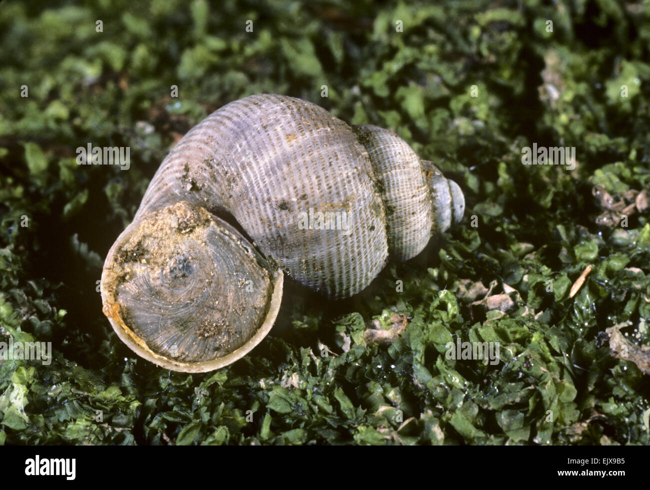 Round a bocca di lupo - Lumaca Pomatias elegans Foto Stock