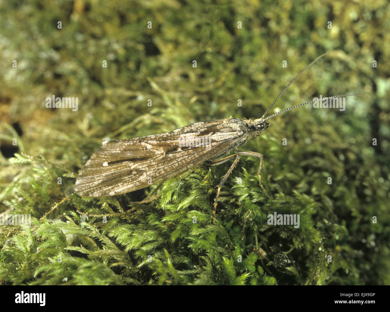 Caddis Fly - Phrygaena grandis Foto Stock