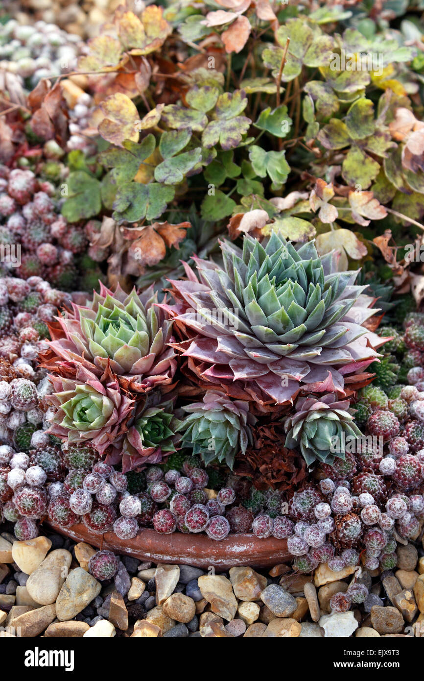 SEMPERVIVUM. Semprevivo crescono in un trogolo di alpini. Foto Stock