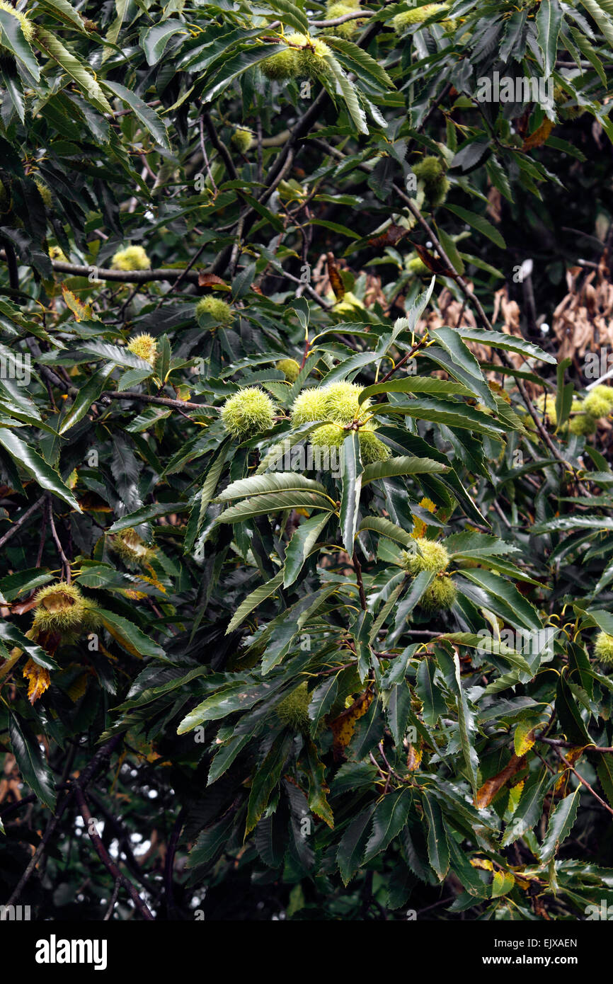 CASTANEA SATVA. SWEET Chestnut Tree. Foto Stock