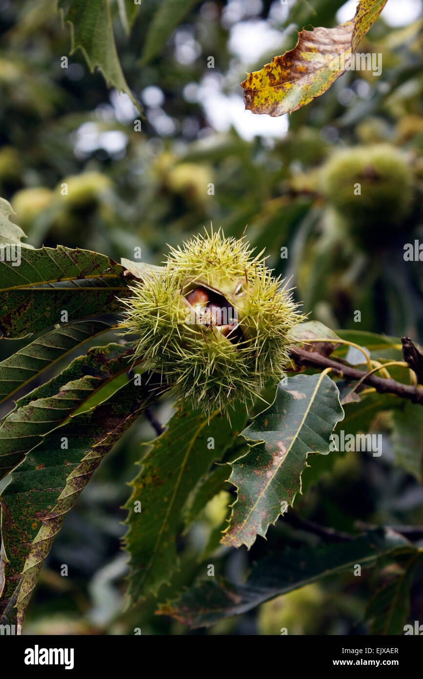 CASTANEA SATVA. SWEET Chestnut Tree. Foto Stock