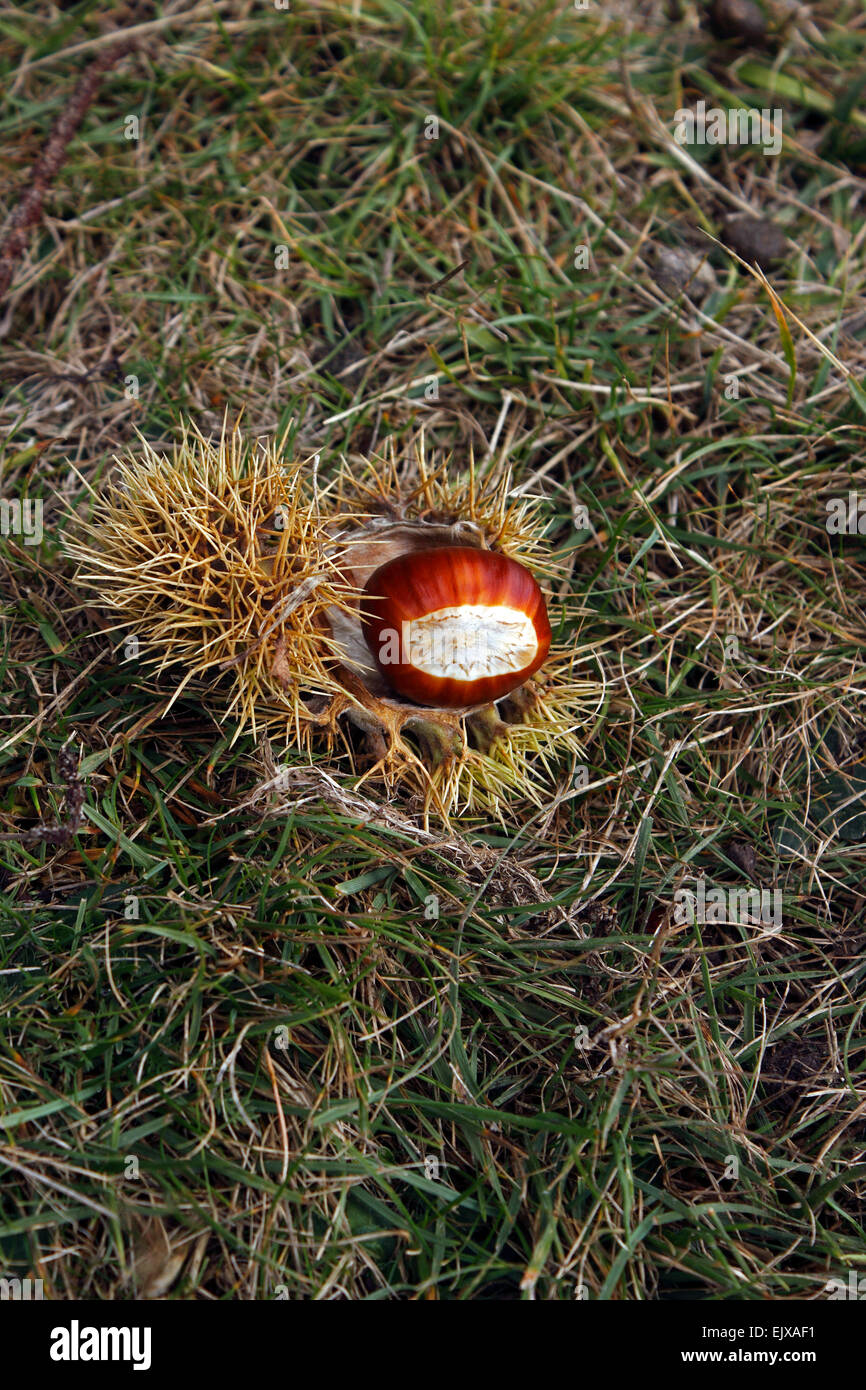 CASTANEA SATVA. SWEET CHESTNUT. Foto Stock