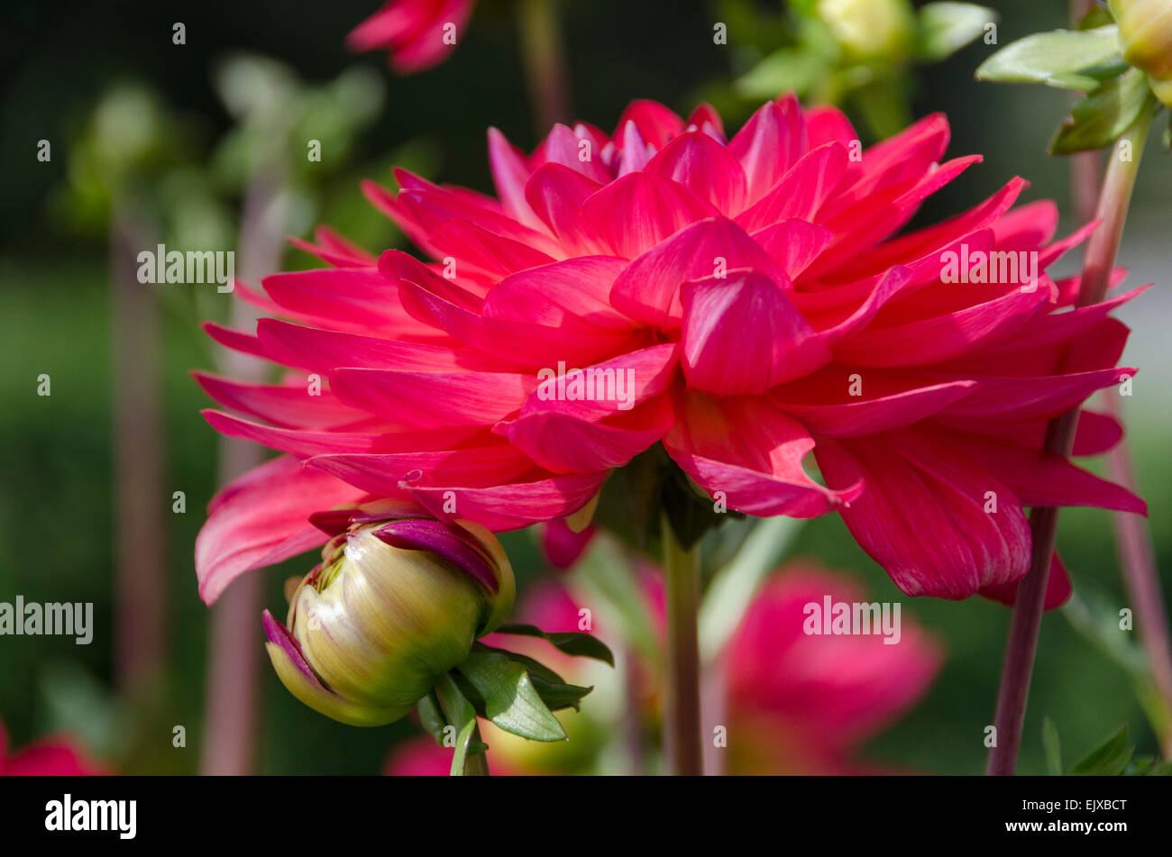 Un rosa luminoso dahlia girato lateralmente su, crescere all'aperto in una patch di simili dalie. Foto Stock