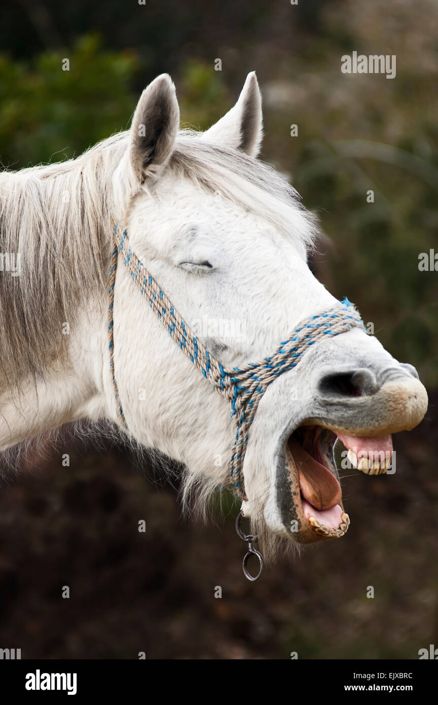 Ritratto di un cavallo neighing Foto Stock