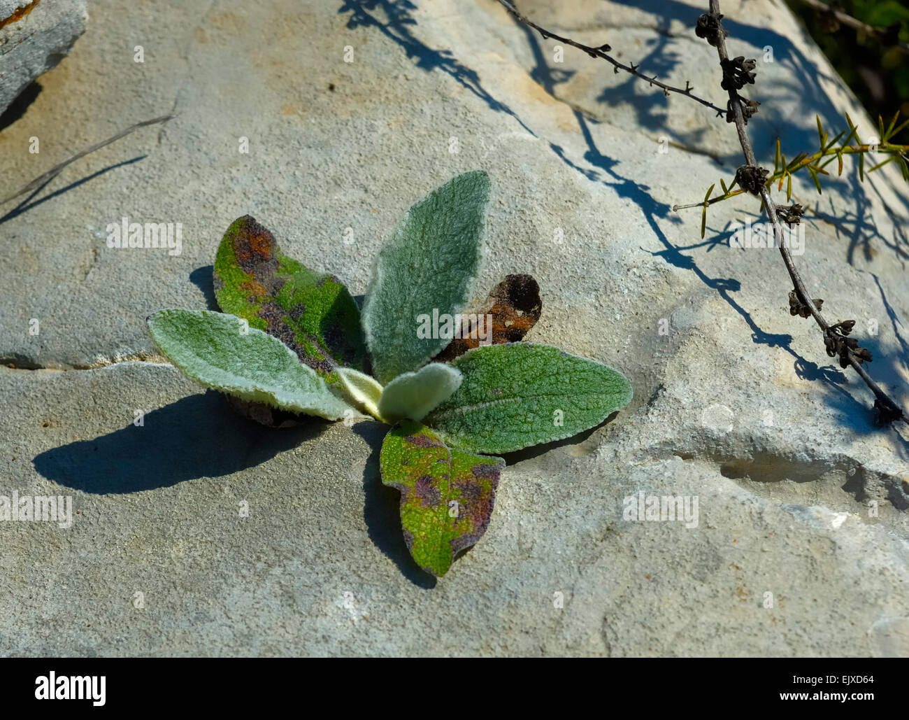 Una piccola pianta che cresce su una roccia, avente una vita difficile Foto Stock