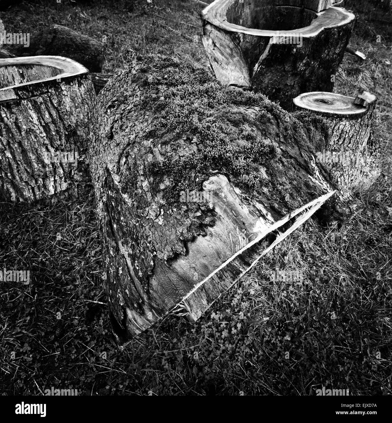 Medio Formato shot di muschio coperto tronchetti di pino. Foto Stock