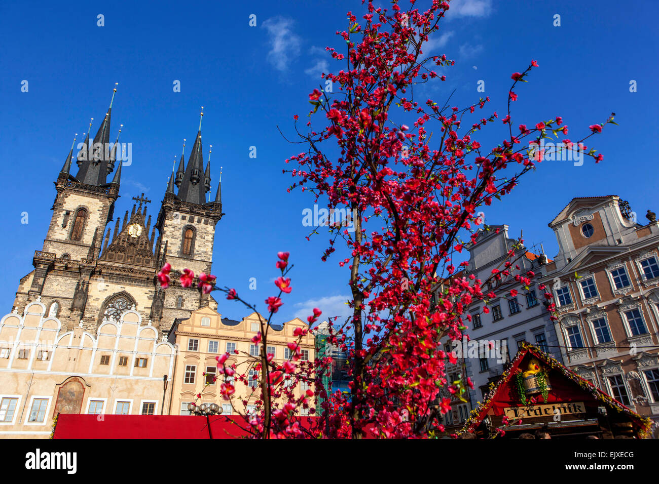 Chiesa di Tyn con l'albero di Pasqua in primo piano nella Piazza della Città Vecchia di Praga, Repubblica Ceca Foto Stock