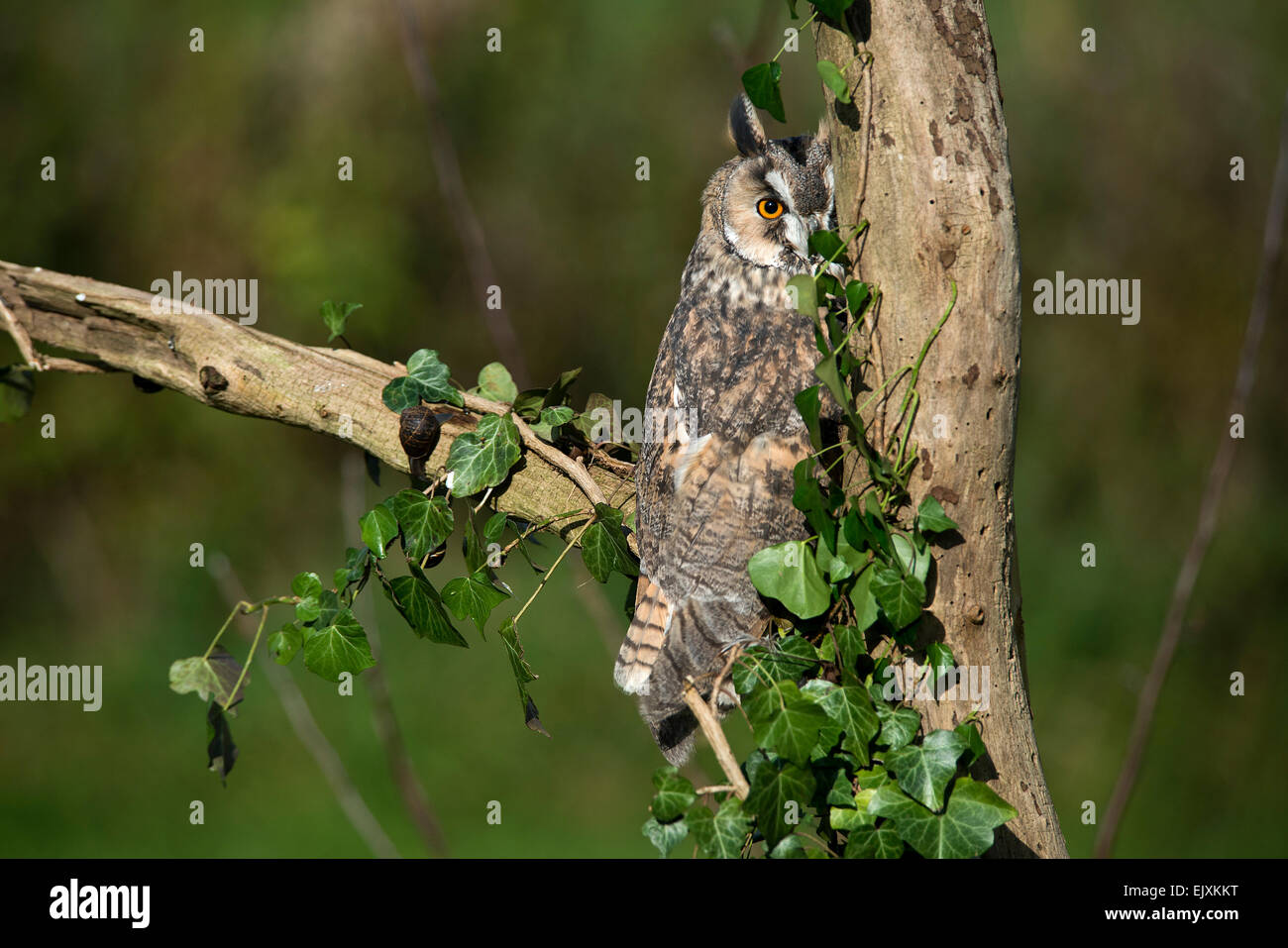 Long eared owl. ( Asio otus ) Foto Stock