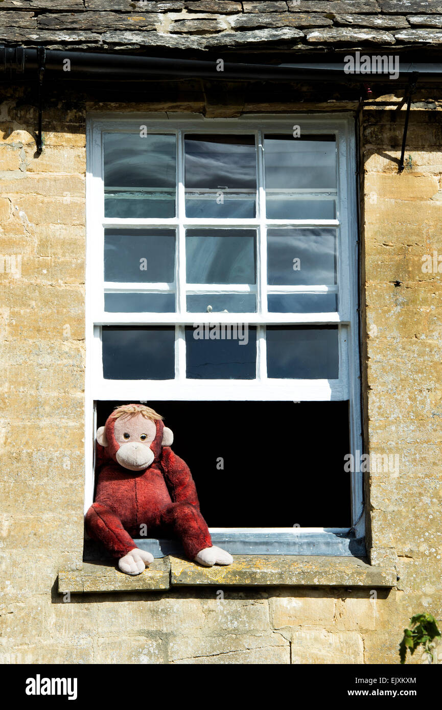 Scimmia in una finestra in Cotswolds. Inghilterra Foto Stock