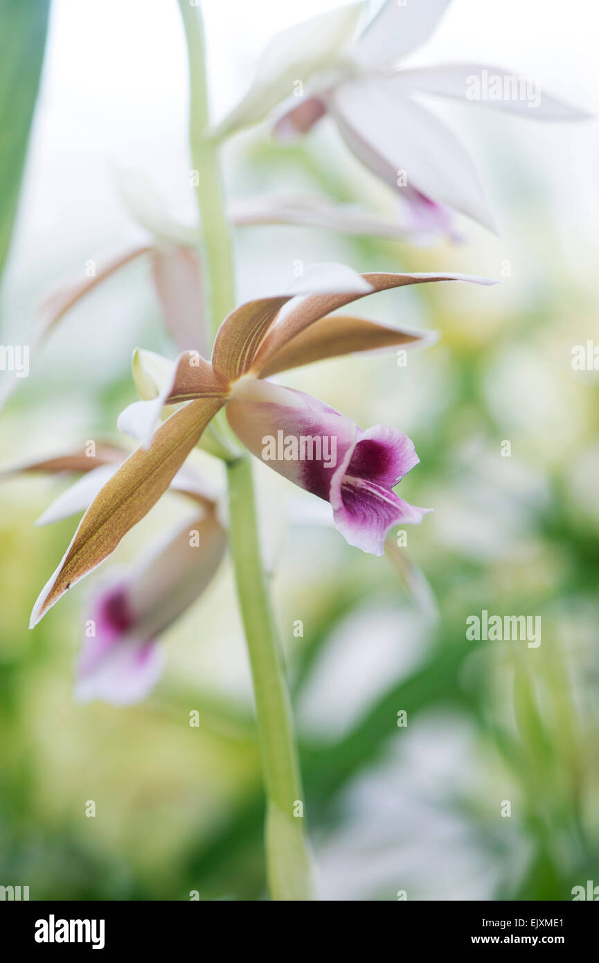 Phaius Tankervilleae. Orchidee terrestri Foto Stock