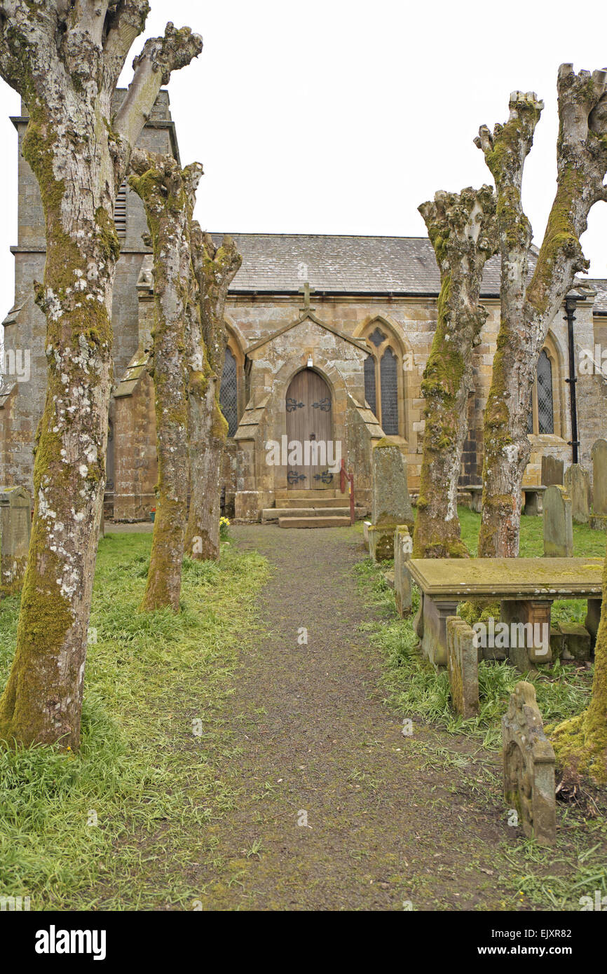 Pollarded alberi adiacenti al percorso che conduce alla porta di ingresso della chiesa di San Pietro, falstone, Northumberland, Inghilterra, Regno Unito. Foto Stock
