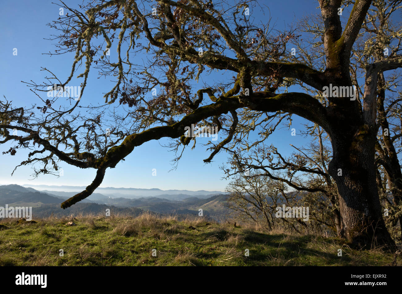 OREGON - Una quercia vicino al Thistle Ridge sentiero in riva nord Habitat management area prospiciente il North Umpqua Valley. Foto Stock