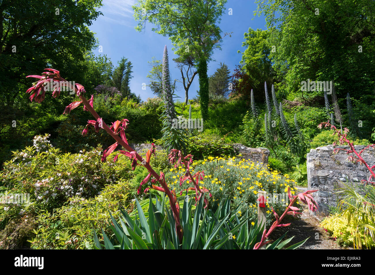 Achamore Gardens Isle of Gigha Foto Stock