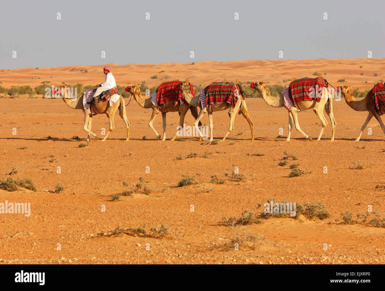 Camel caravan con beduina davanti, Dubai Desert. Foto Stock