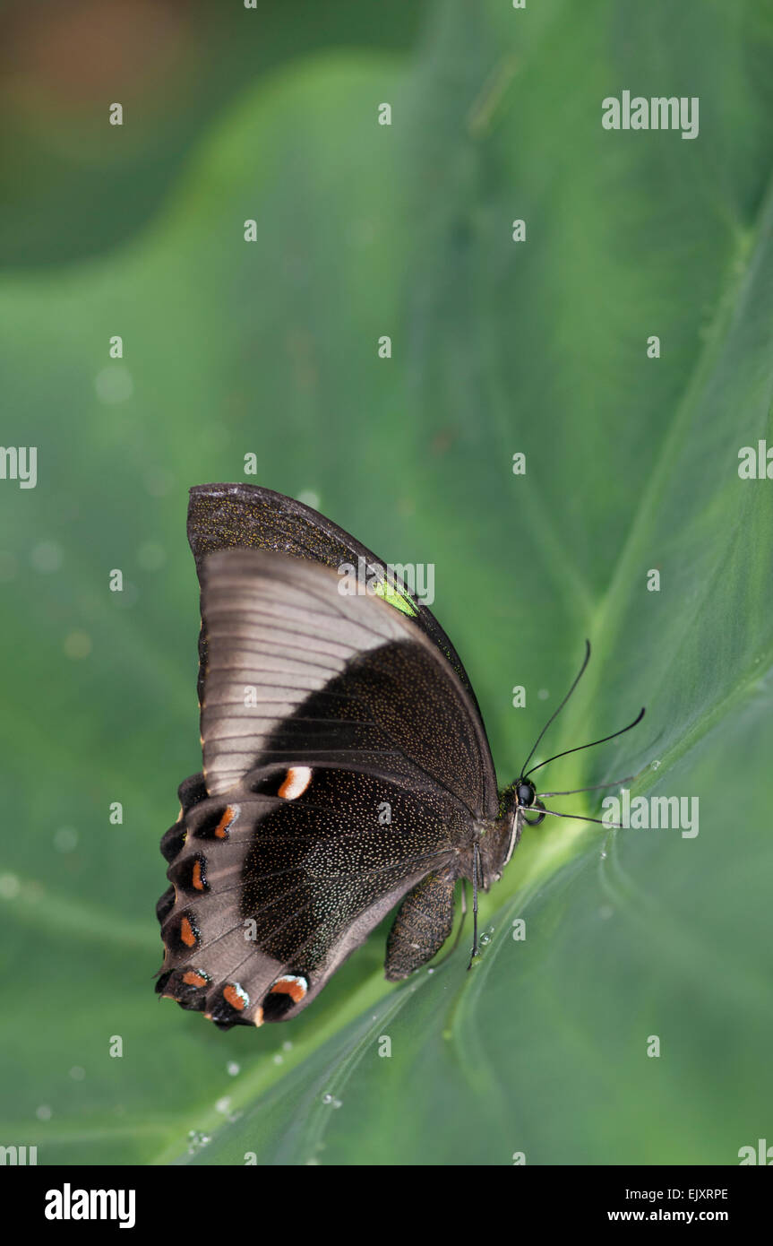 Smeraldo (o nastrare Peacock) a coda di rondine Butterfly: Papilio palinurus. Foto Stock