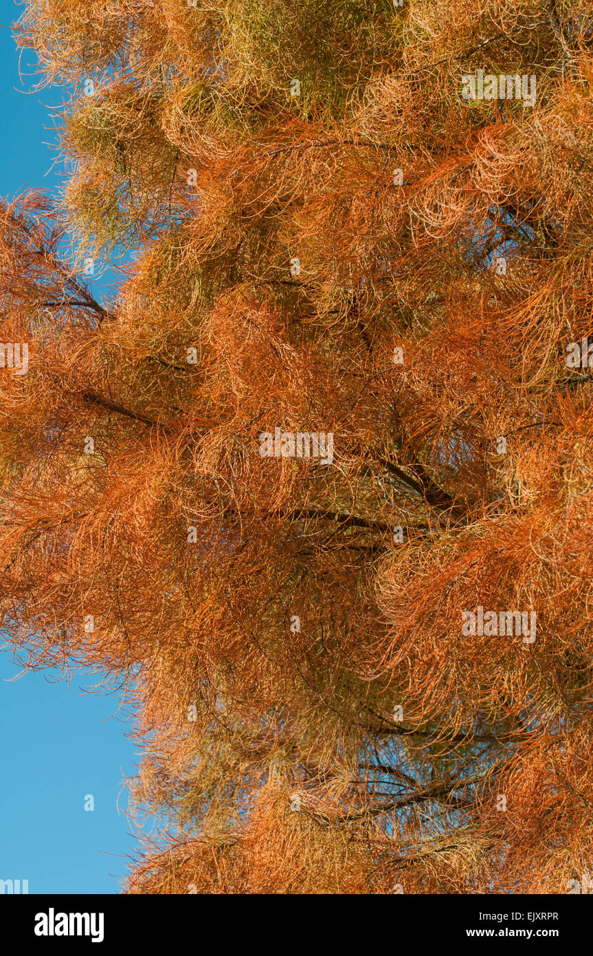 Pond Cypress: Taxodium distichum var. imbricarium 'Nutans' Foto Stock