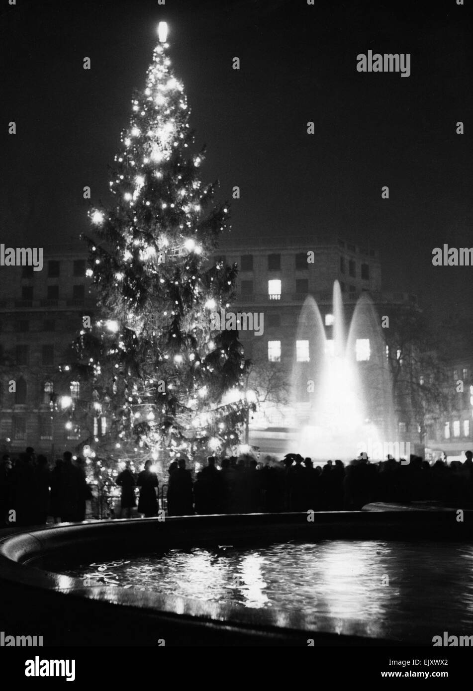 A 56 piede albero di Natale in Trafalgar Square dato ai londinesi dal popolo di Oslo. 19 dicembre 1958. Foto Stock