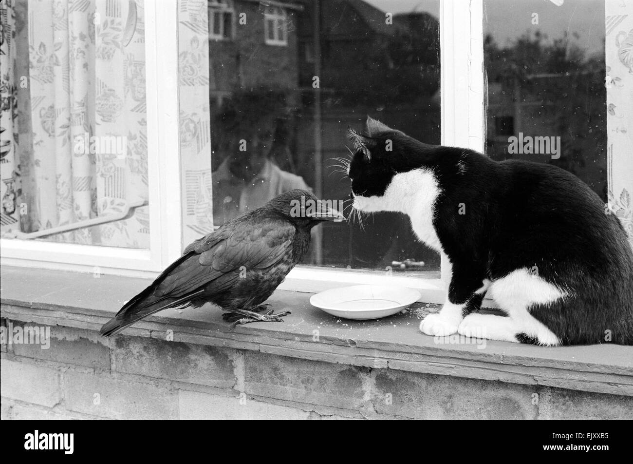 Gatto e uccello Foto e Immagini Stock in Bianco e Nero - Alamy