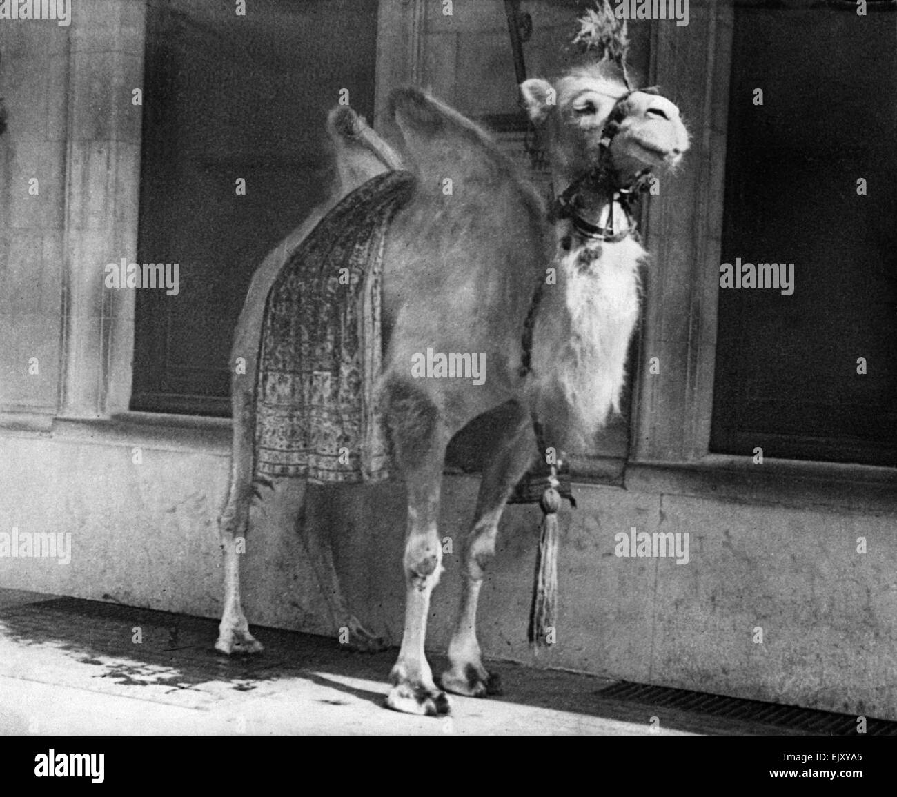 Camel in una scena dalla play Chu Chin Chow. Il 31 maggio 1919. Foto Stock