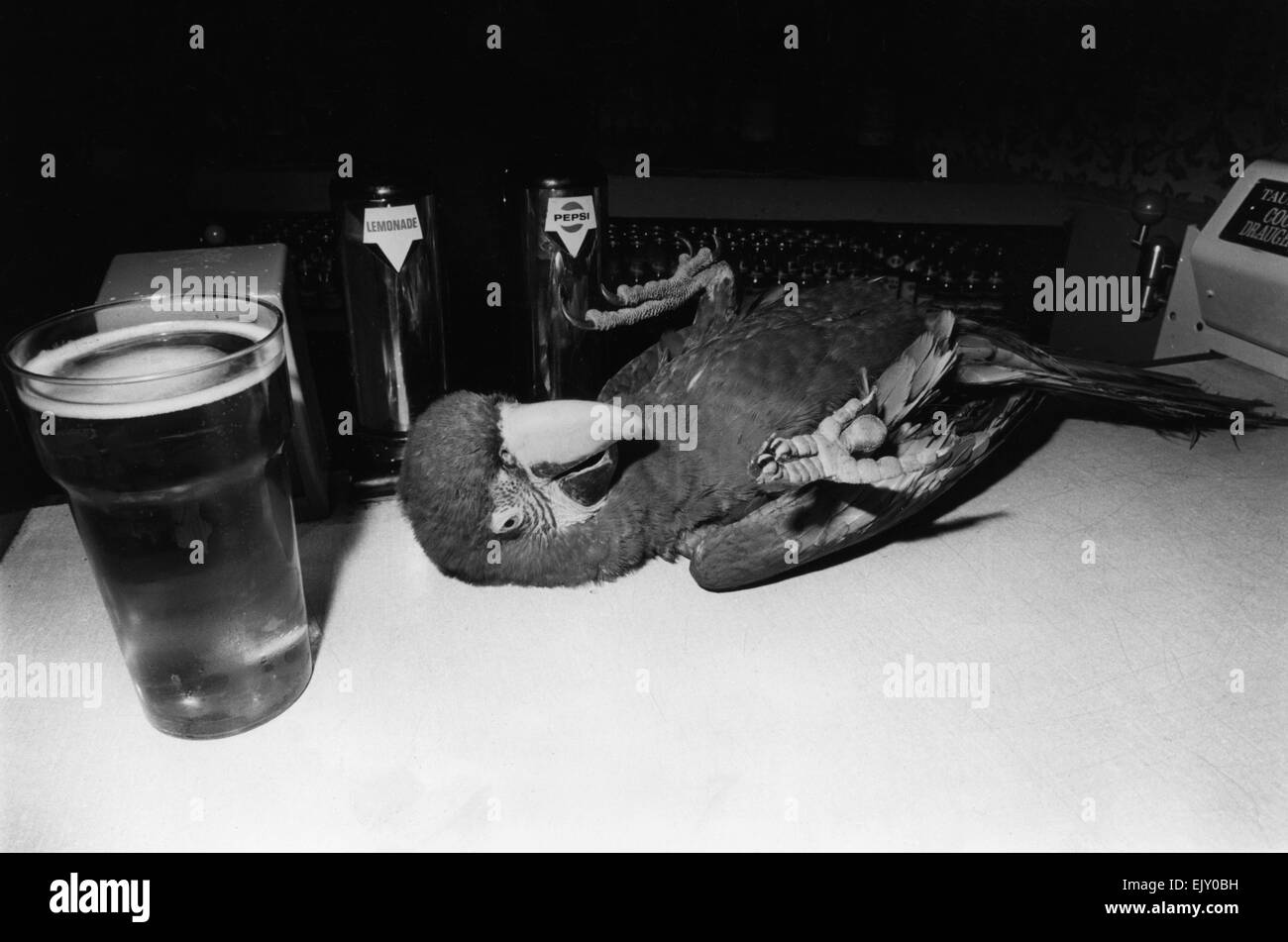 Pierre il drunken Macaw scivola sulla barra dopo uno a molti becco pieni di birra. Il 23 luglio 1972. Foto Stock
