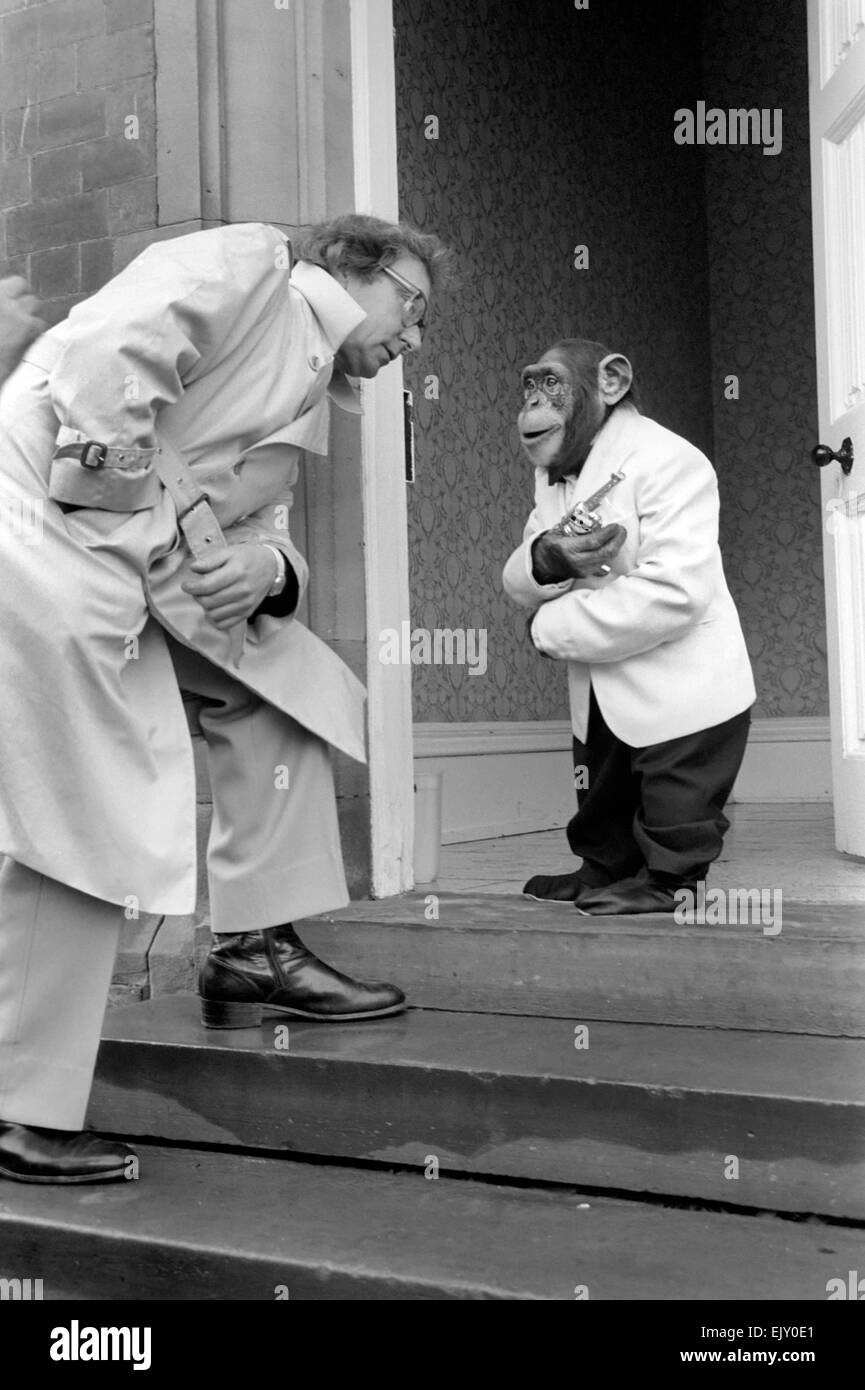 Animali: scimmie: Bill Marshall ha il tè con la Brook Bond scimpanzé presso lo Zoo Twycross, Leicestershire, sono 'Louis' (sinistra) e "Kip' vestita come legame e la sua fidanzata. Febbraio 1981 81-0611-015 Foto Stock