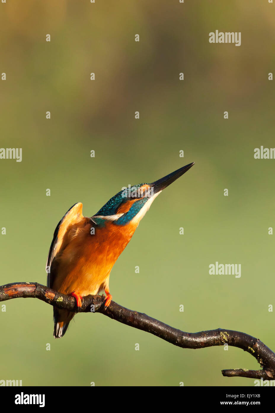 Kingfisher Foto Stock