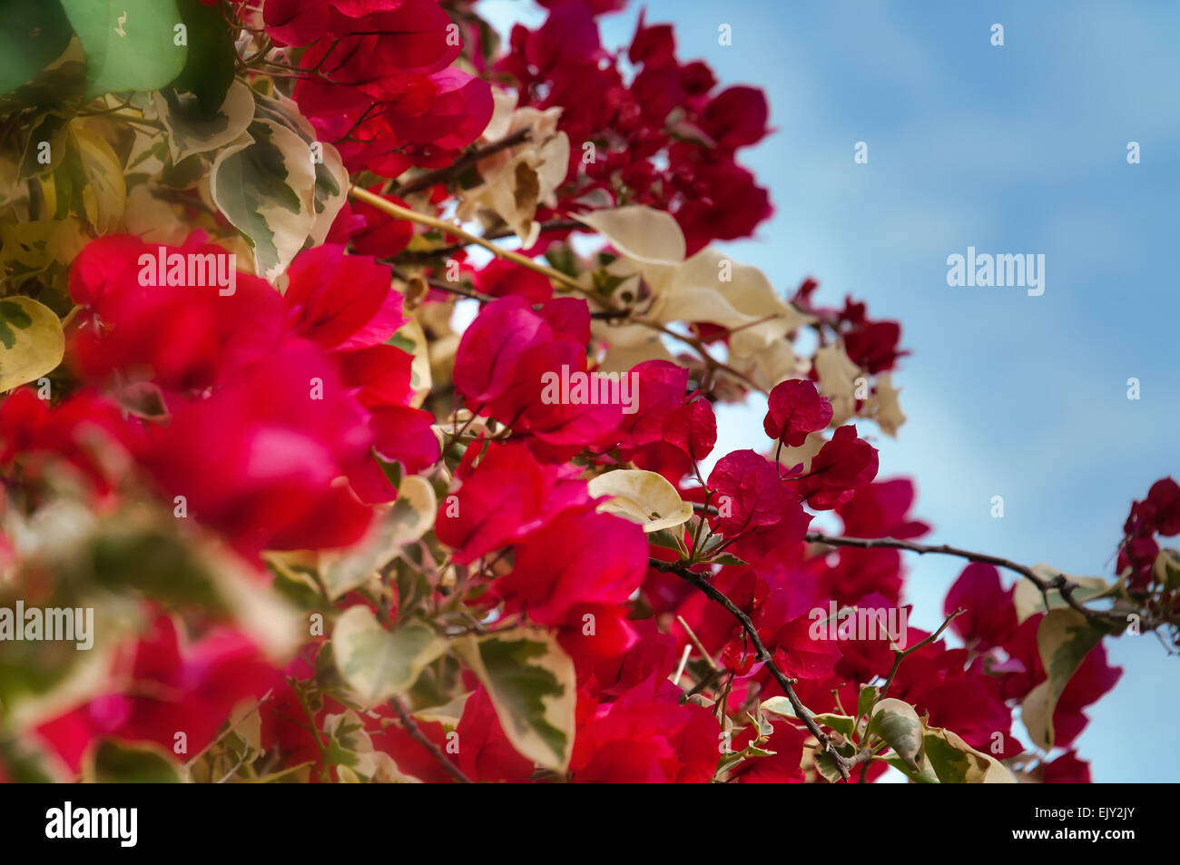 Rosso Fiori Di Bouganville Fiorisce Nel Giardino Foto Stock Alamy