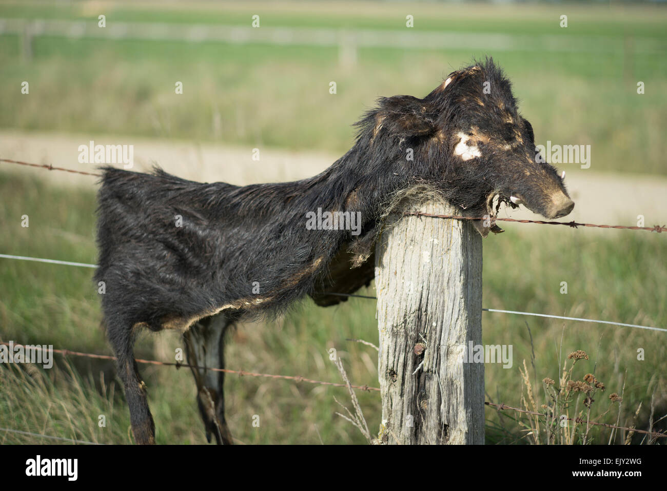 Il cinghiale scuoiate e posto sulla recinzione in Central Otago, South Island, in Nuova Zelanda. Foto Stock