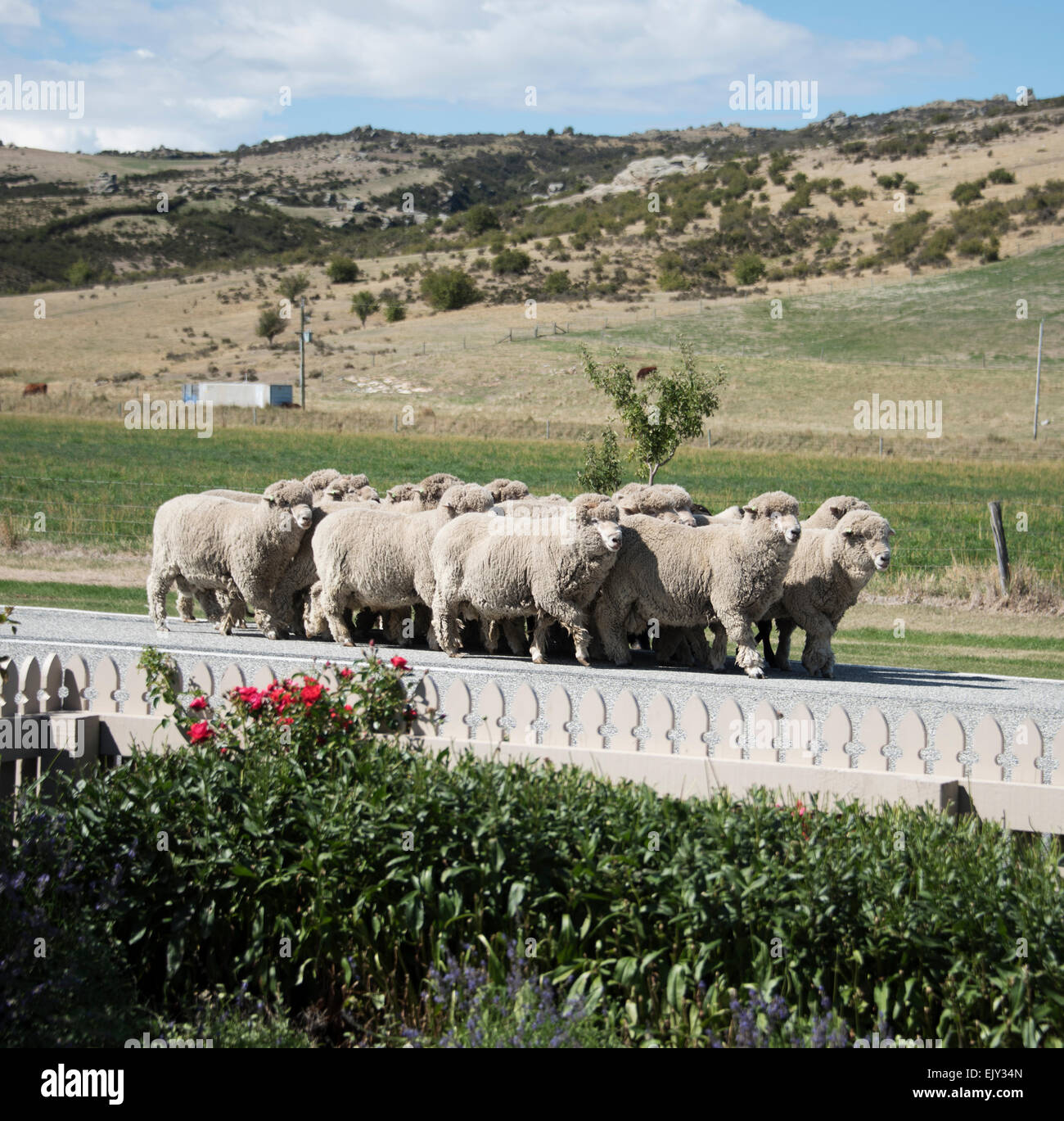 Pecore Merino trottare lungo la strada, regione di Otago, South Island, in Nuova Zelanda. Foto Stock