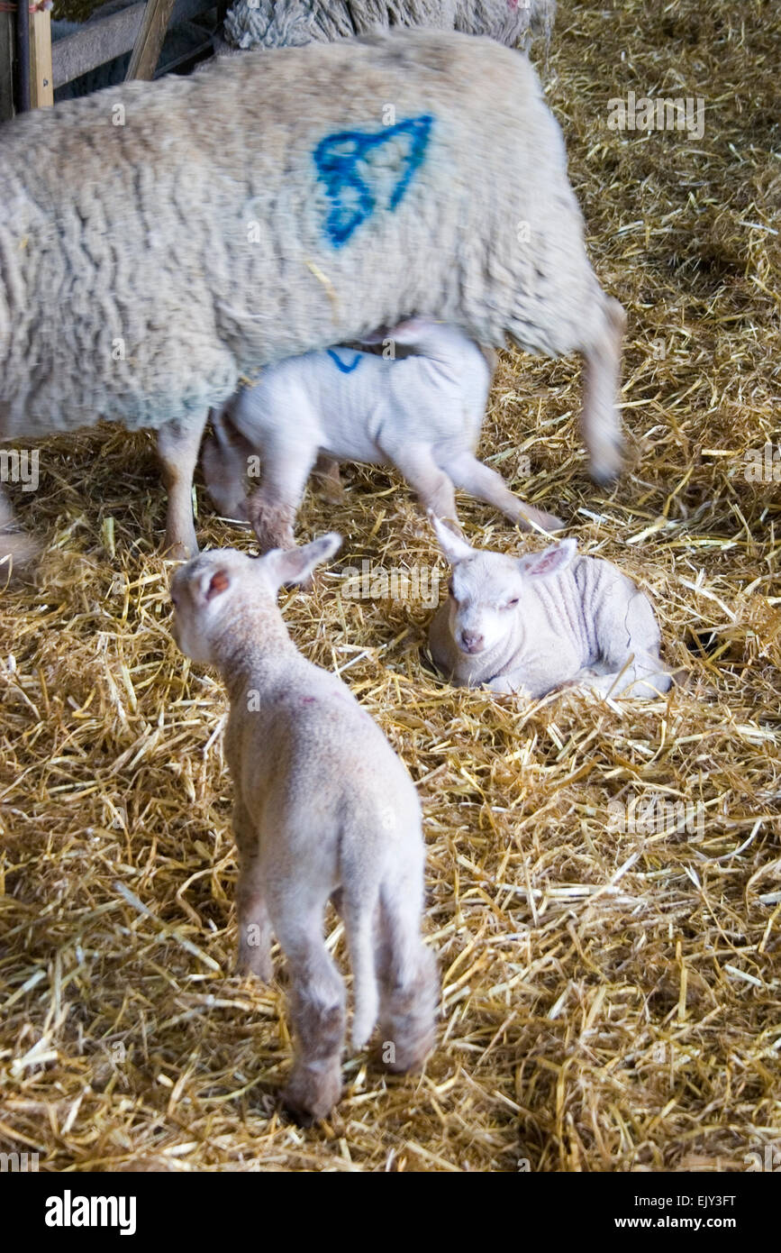 Agnello per pecora alimentazione di allevamento di pecore figliando Foto Stock