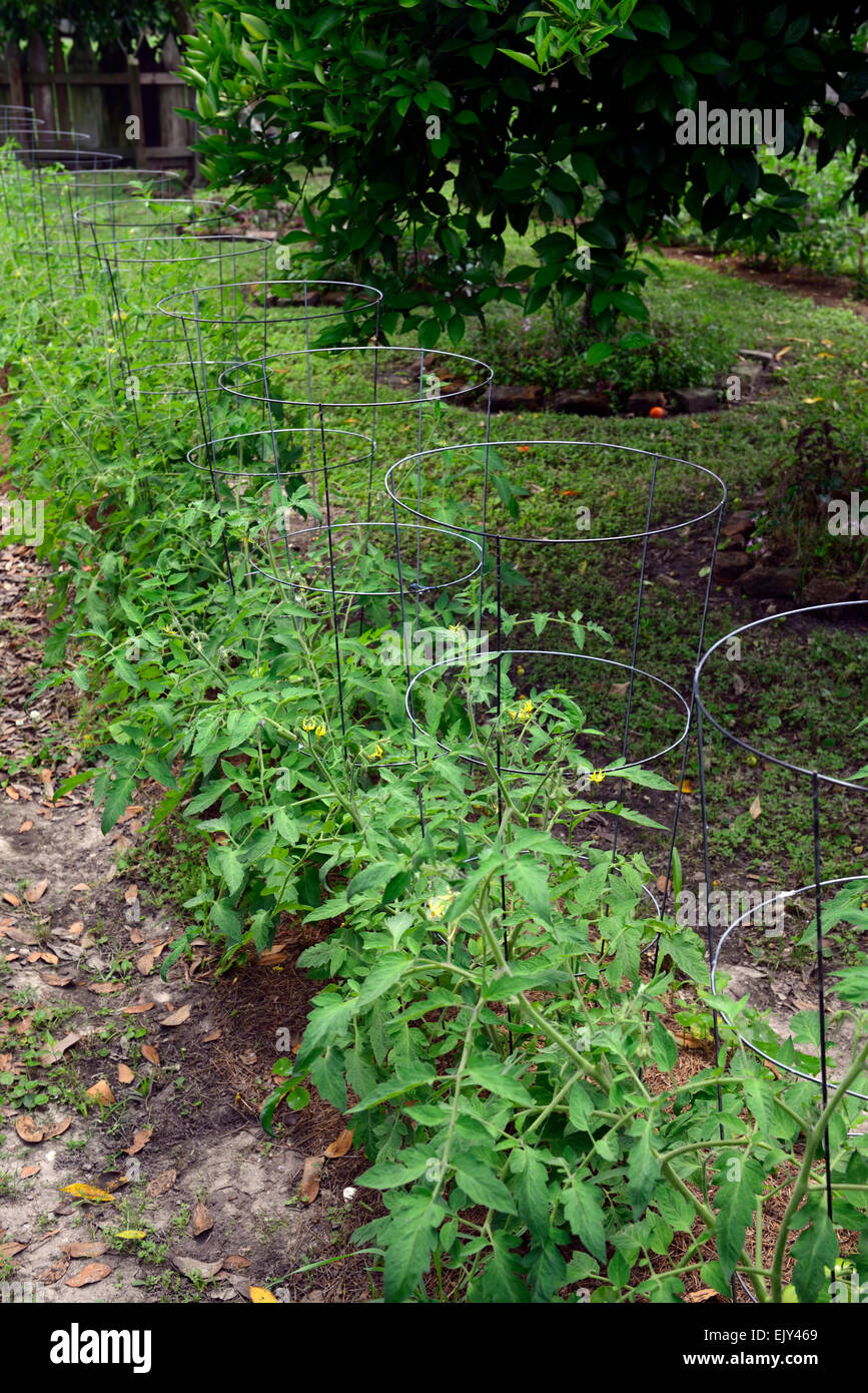 Pomodori crescere crescere all'aperto aprire gli anelli di supporto piante vegetali frutta estiva orto giardinaggio floreale RM Foto Stock