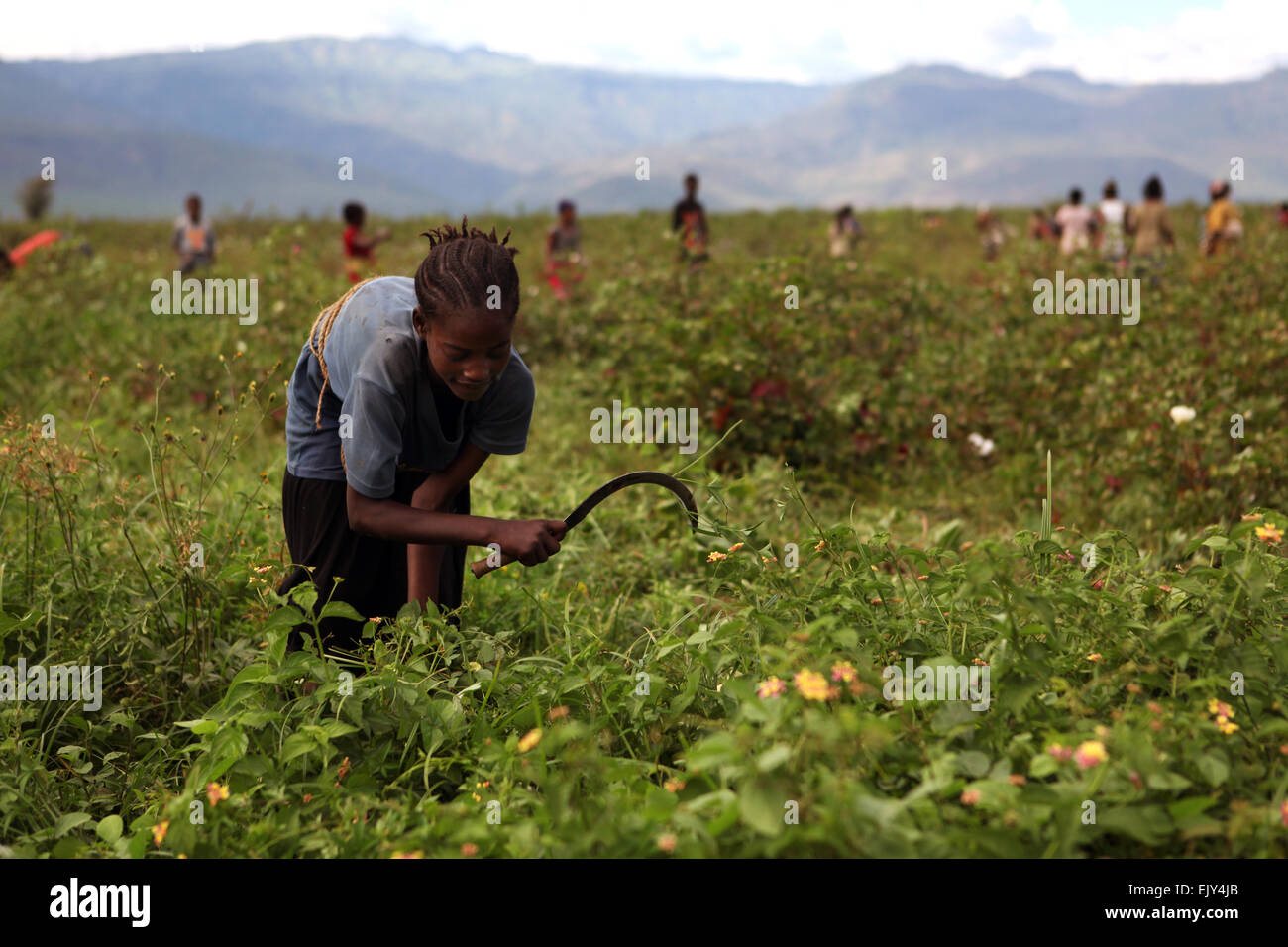 Agricoltura nella valle dell'Omo, Etiopia. Foto Stock