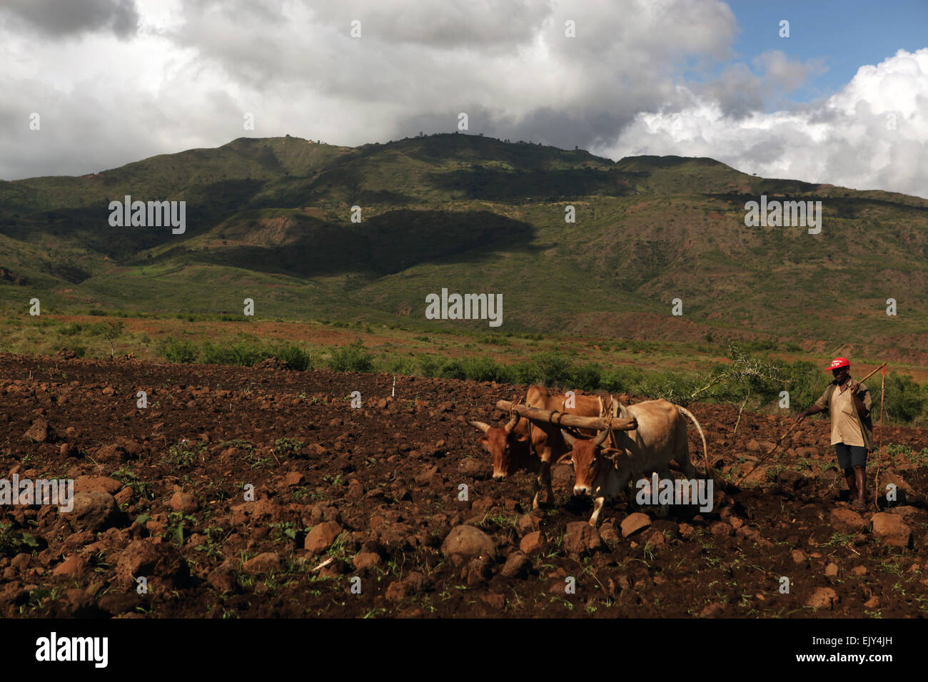 Agricoltura tradizionale nella valle dell'Omo, Etiopia. Foto Stock