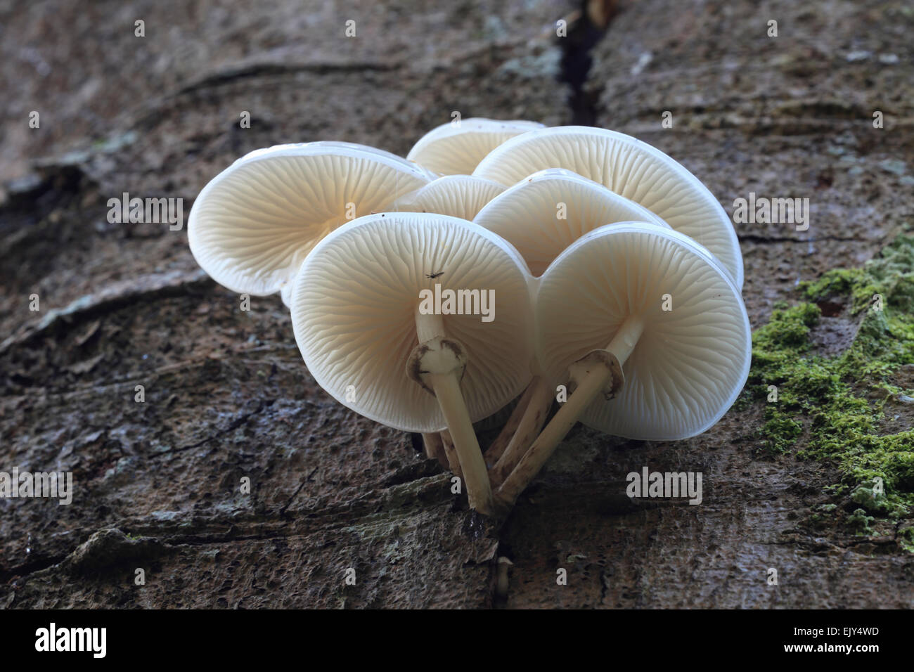 Fungo di porcellana catturato in porcellana, Funghi di Bosco Lanthwaite, Lake District Foto Stock