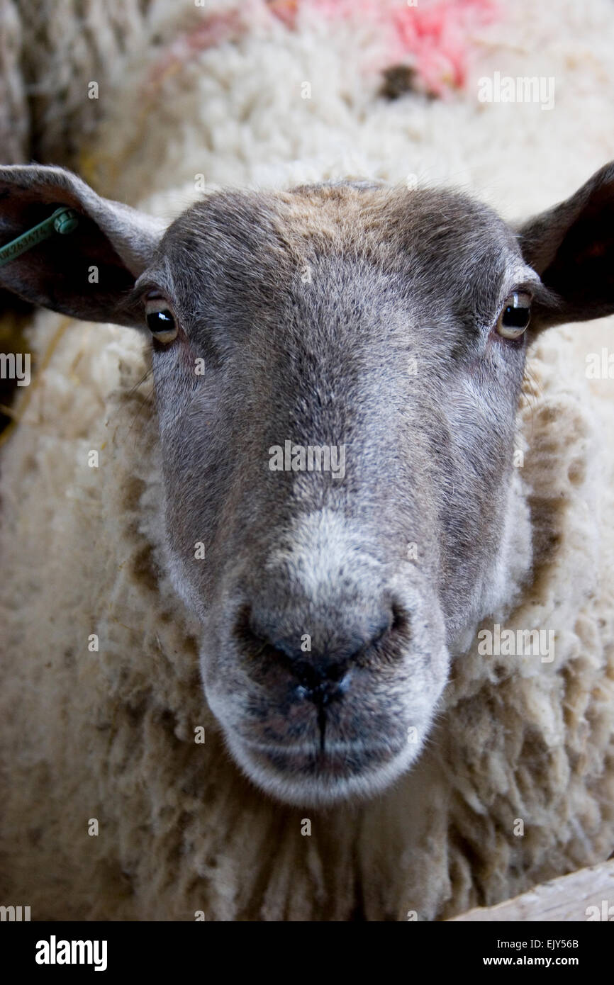 Pecora pecore figliando molla nascita madre occhi lana Foto Stock