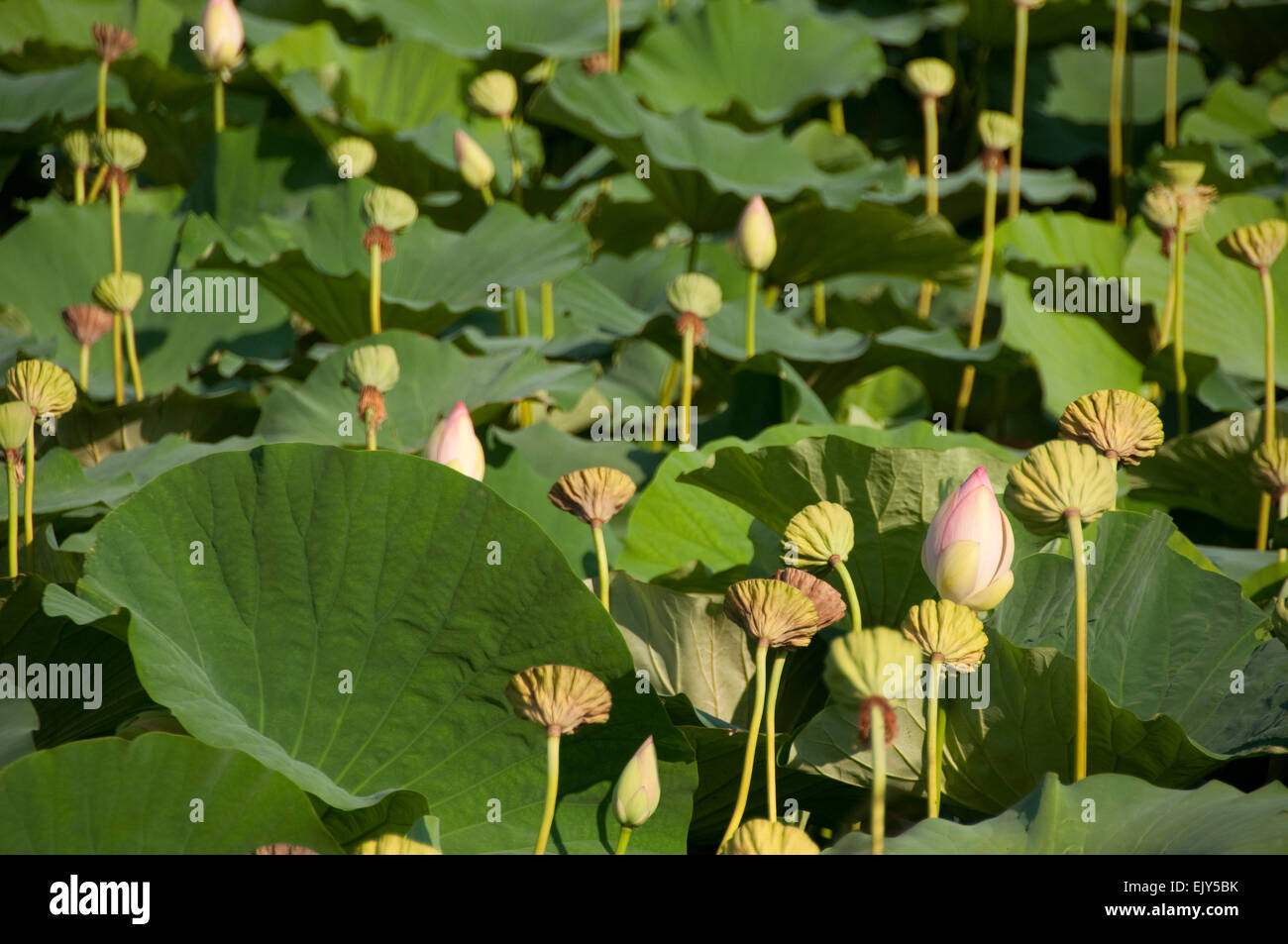 Frutti e gemme di lotus (Nelumbo nucifera) Foto Stock