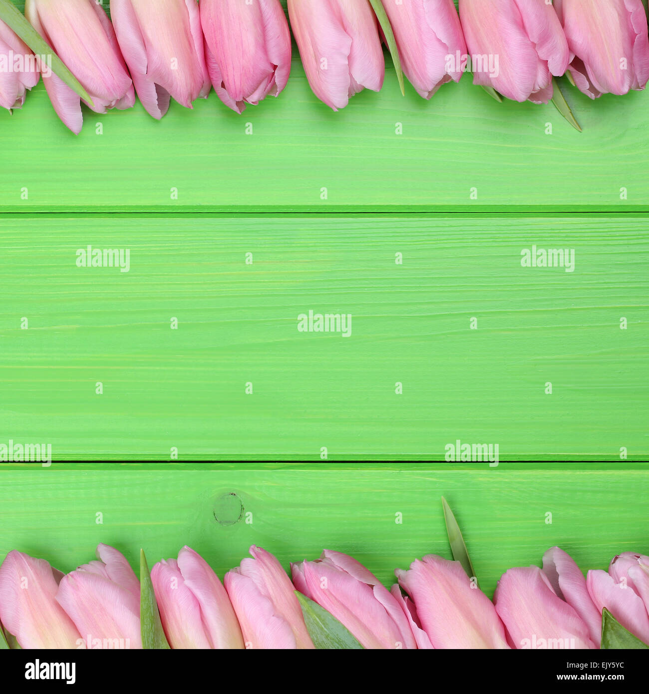 Il telaio da tulipani fiori in primavera o la festa della mamma con copyspace Foto Stock